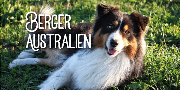 Découvrir le berger australien