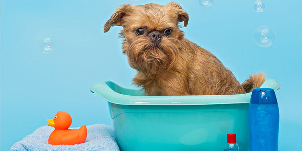 Laver son chien : Tous les secrets, conseils et astuces pour son bien-être