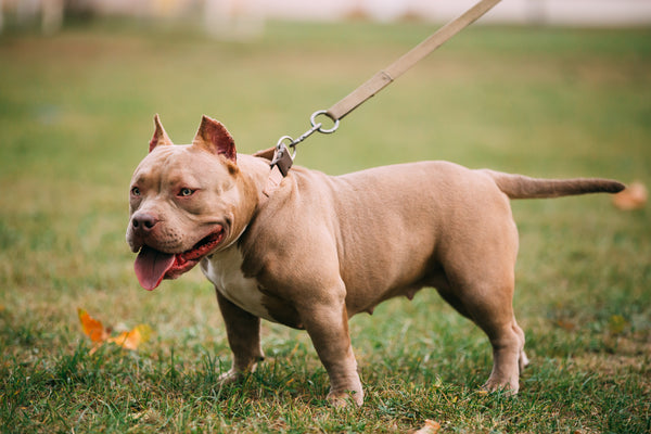 Guide du Bouledogue Américain : Tout ce que vous devez savoir