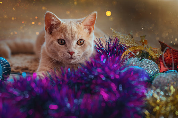 Les 8 meilleurs jouets pour chats pour les divertir pendant des heures