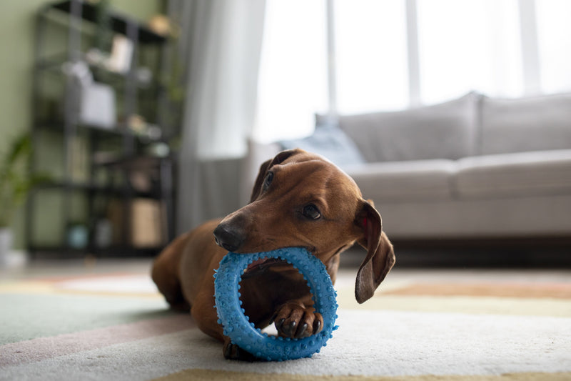Comment choisir les meilleurs jouets pour chien