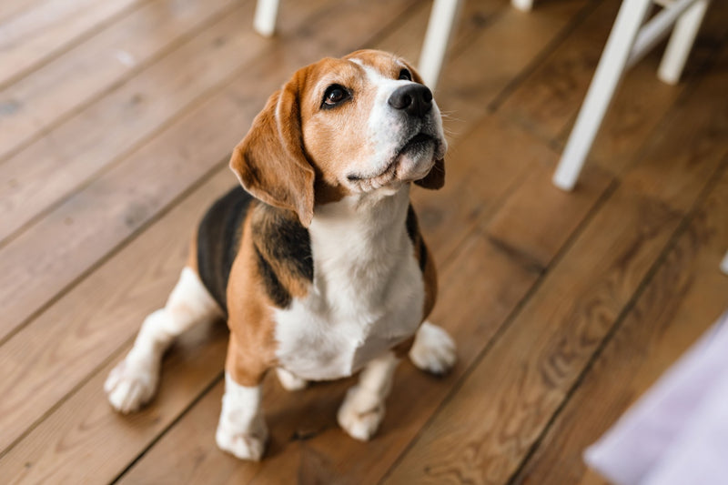 Guide du Beagle : Tout ce que vous devez savoir