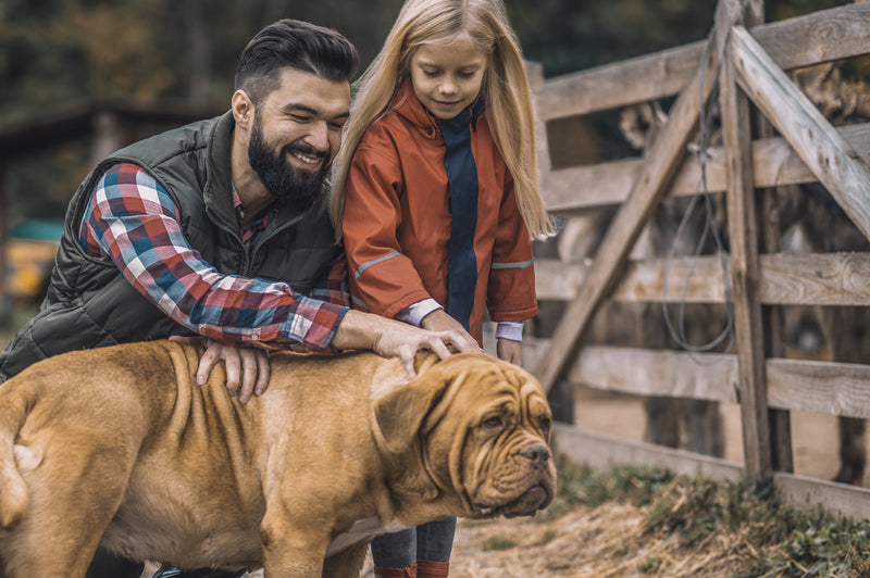 Les avantages d'une alimentation bio pour votre chien