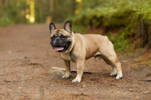 Les 5 races de chiens les plus adaptées pour vivre en appartement