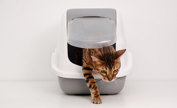 Les différents types de litière pour chat et comment les utiliser efficacement