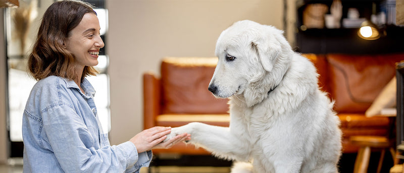 Mystères Canins - Éducation Canine & Pension canine