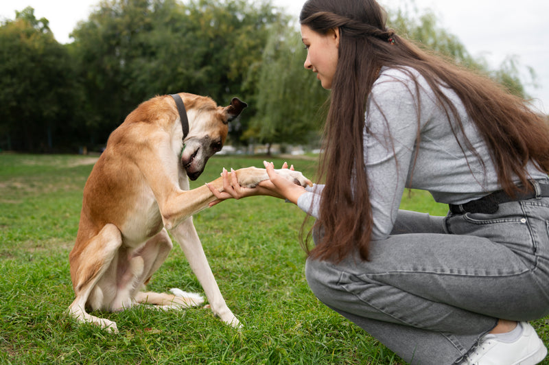 1,2,3 Canins - Educateur canin Comportementaliste.