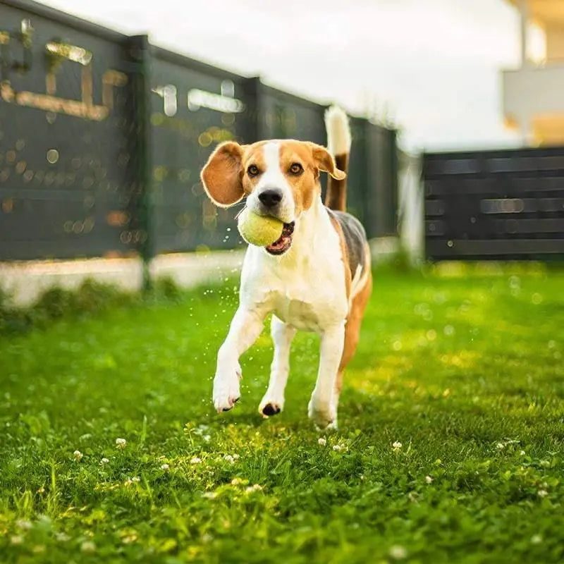 Bubimex - Balle de Tennis pour chiens BUBIMEX